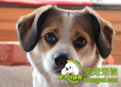 狗狗为什么会得白内障