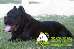 几种狗狗常见的呕吐原因