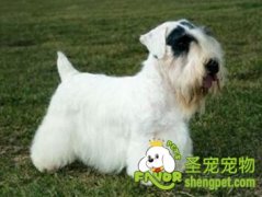 狗狗抽筋了怎么办