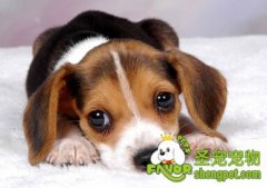 狗狗生病的预兆