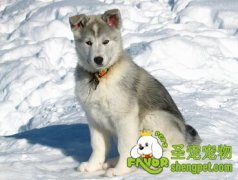 怎么护理狗狗的眼睛