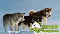 狗狗生长所必须的维生素