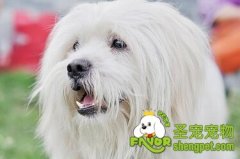 狗狗患结石的表现及预防