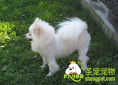 狗狗中毒怎么办