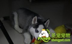  如何治愈狗狗的抑郁症