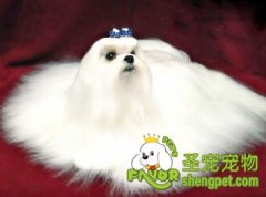 狗狗为什么要定期驱虫