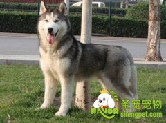 狗狗呼吸紧促的原因