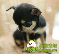 狗狗得了皮肤病怎么办