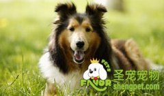 病愈狗狗怎么护理