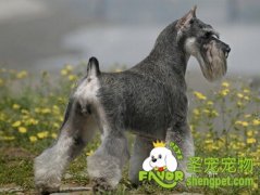 怎么预防狗掉毛