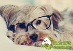 如何给狗清理耳朵