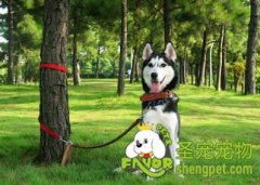 关于狗狗的几个秘密