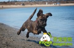 狗狗为什么打过预防针还会得细小