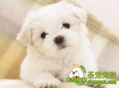 狗狗厌食症的原因有哪些