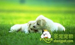 狗狗要吃多少合适