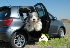 带狗旅游需要带什么