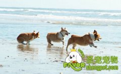  怎样帮助狗狗克服晕船