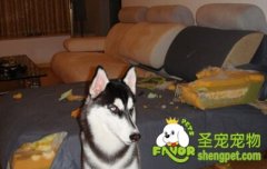 如何避免狗狗破坏家具