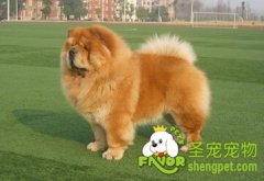 狗狗该如何喂养？