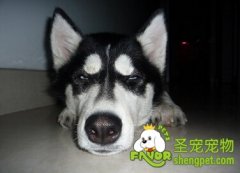 狂犬病的治疗与预防