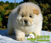 为什么宠物不能过于肥胖