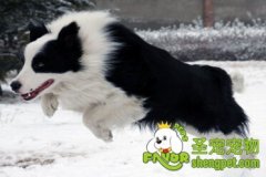 如何预防狗狗该食物中毒