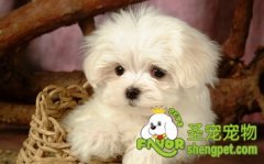 为什么狗狗刚买回来却整夜嚎叫