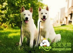 什么温度不是狗狗发烧