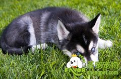 饲养狗狗中不能吃的六类食品