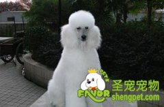 狗狗泪腺严重怎么办