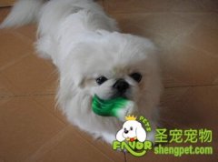 狗狗口臭的原因