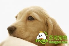 怎么给狗狗清理耳朵