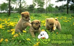 狗狗呕吐怎么办