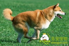 为什么狗狗会便秘