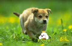 狗狗便秘怎么办