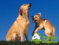  狗狗的胃内为什么会有异物