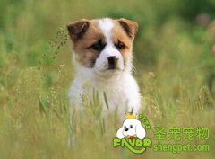 狗狗胃内有异物怎么办