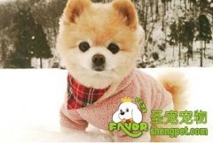 为什么狗狗会有脐疝