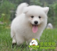 吃那些蔬菜对狗狗有益