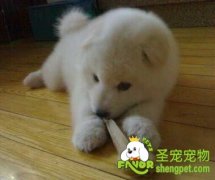 狗狗中毒怎么处理