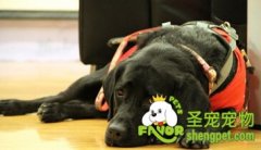 遇到导盲犬该怎么做