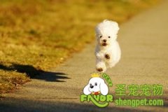 为什么宠物不能太胖