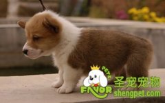 小狗便秘怎么办