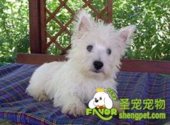  为什么楼梯平面浅会造成狗狗的腰椎受伤