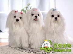 吃胡萝卜对狗狗有什么好处