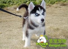 为什么遛狗要带狗链