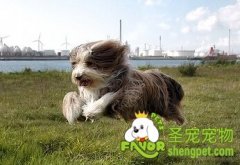 训练犬有那几个步骤