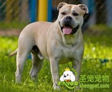  为什么狗会攻击人