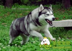 怎么训练狗狗不吃别人的食物