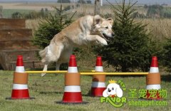  训练狗狗需要什么东西